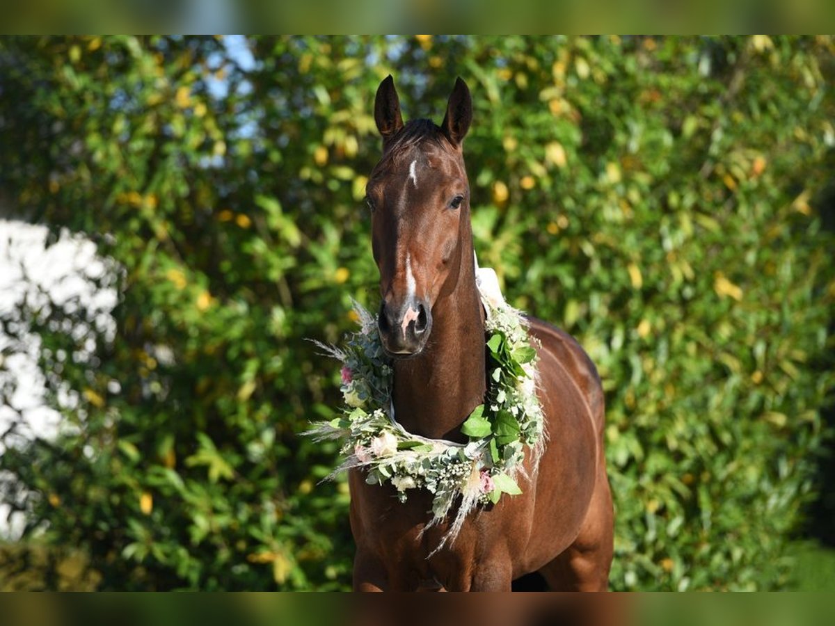 Cheval de sport suisse Jument 7 Ans 164 cm Bai in Ahrensbök