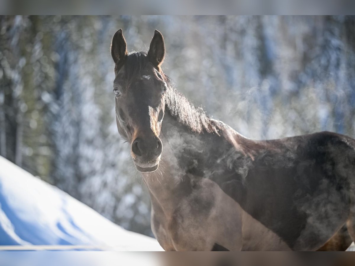 Cheval de sport suisse Jument 9 Ans 162 cm Bai brun in Davos Platz