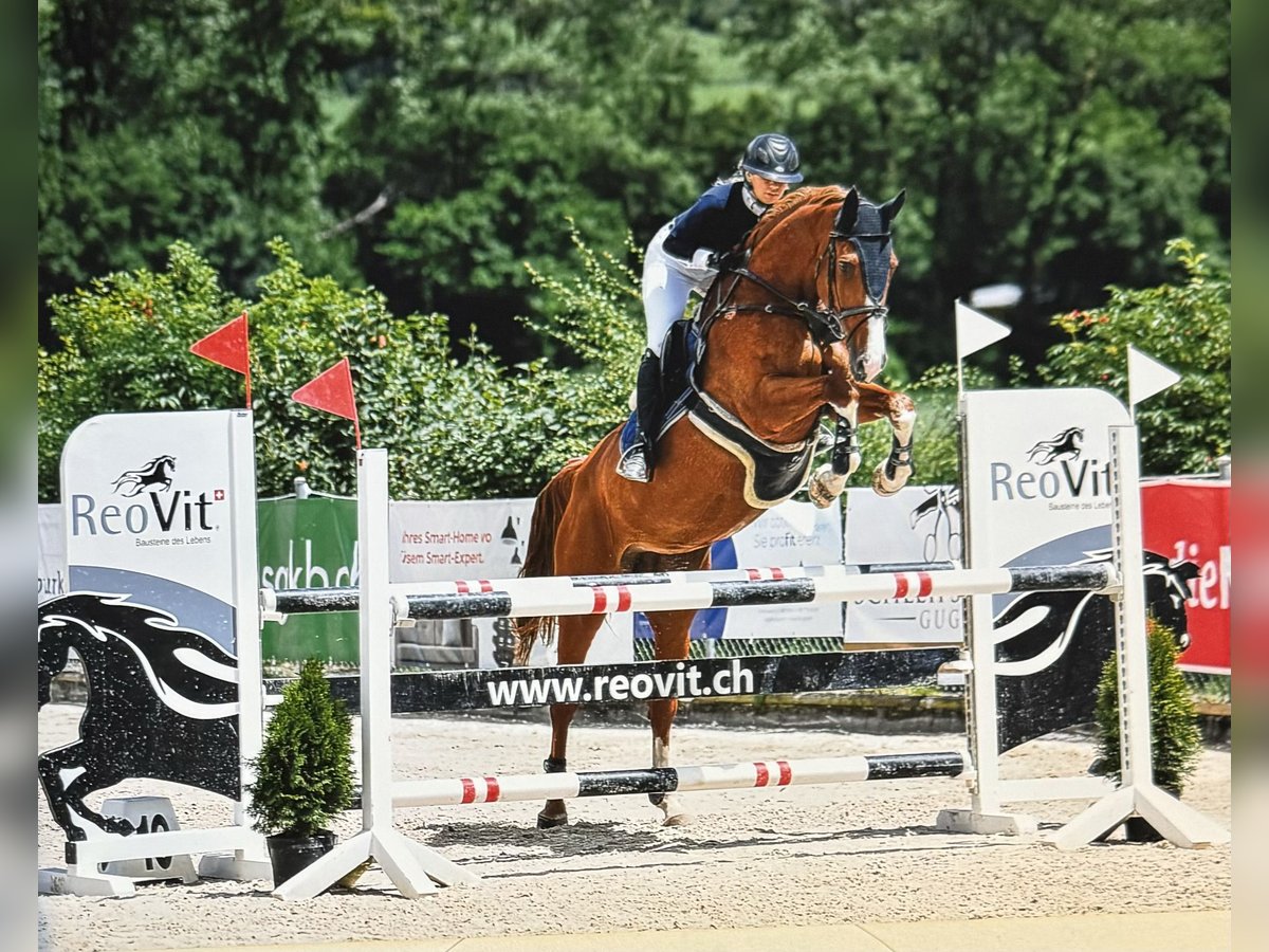 Cheval de sport suisse Jument 9 Ans 168 cm Alezan in Maienfeld