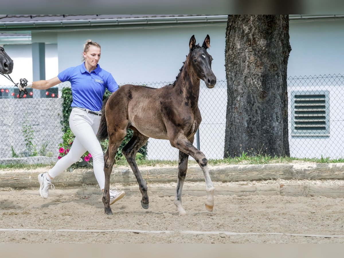 Cheval de sport suisse Jument Poulain (05/2024) in Alberswil