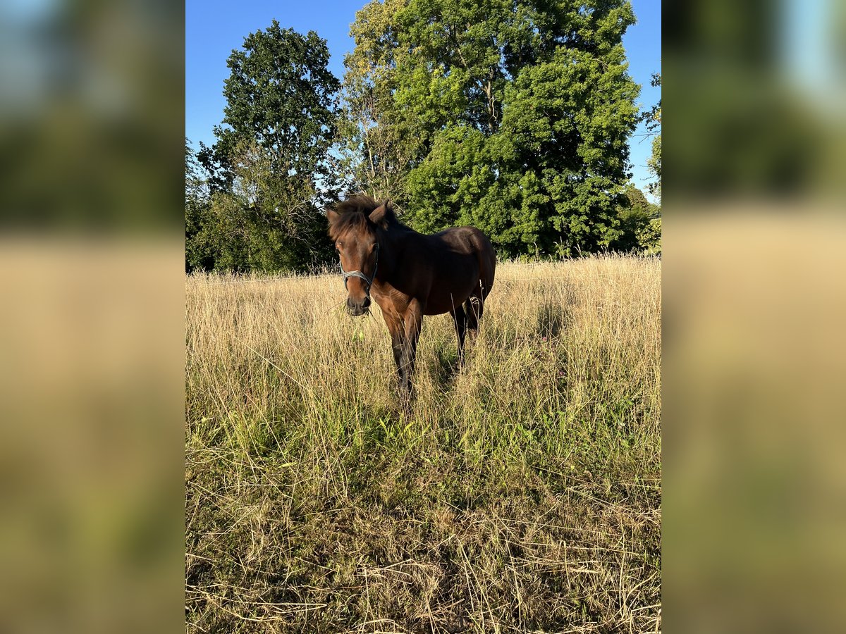 Cheval de trait Croisé Étalon Poulain (03/2025) 155 cm Bai in Drebach