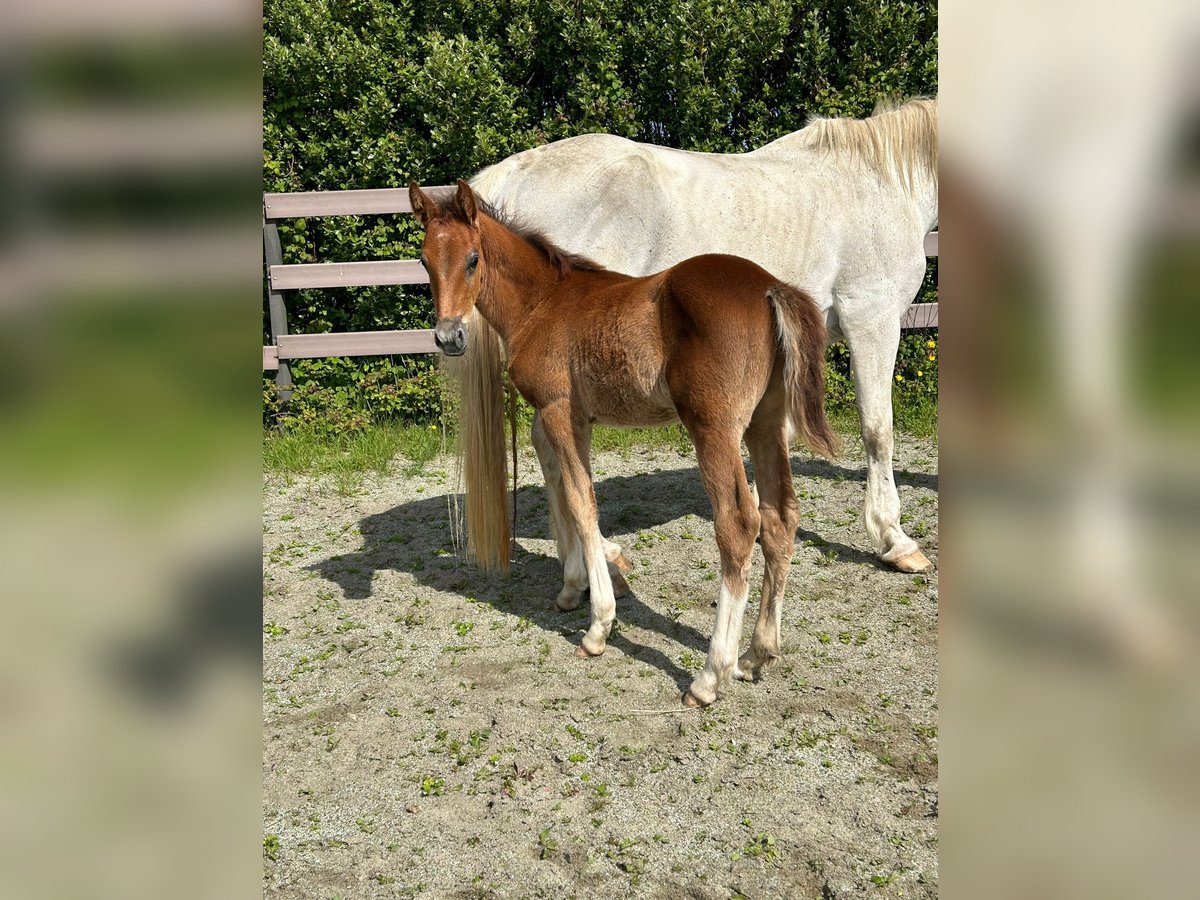 Cheval de trait Étalon Poulain (04/2024) Alezan brûlé in Clare