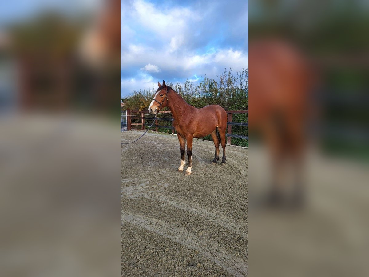 Cheval de trait Étalon Poulain (05/2023) Bai cerise in Cavan