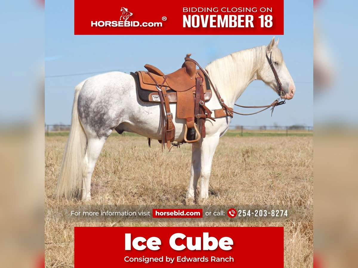 Cheval de trait Hongre 10 Ans 150 cm Gris in Midway, TX