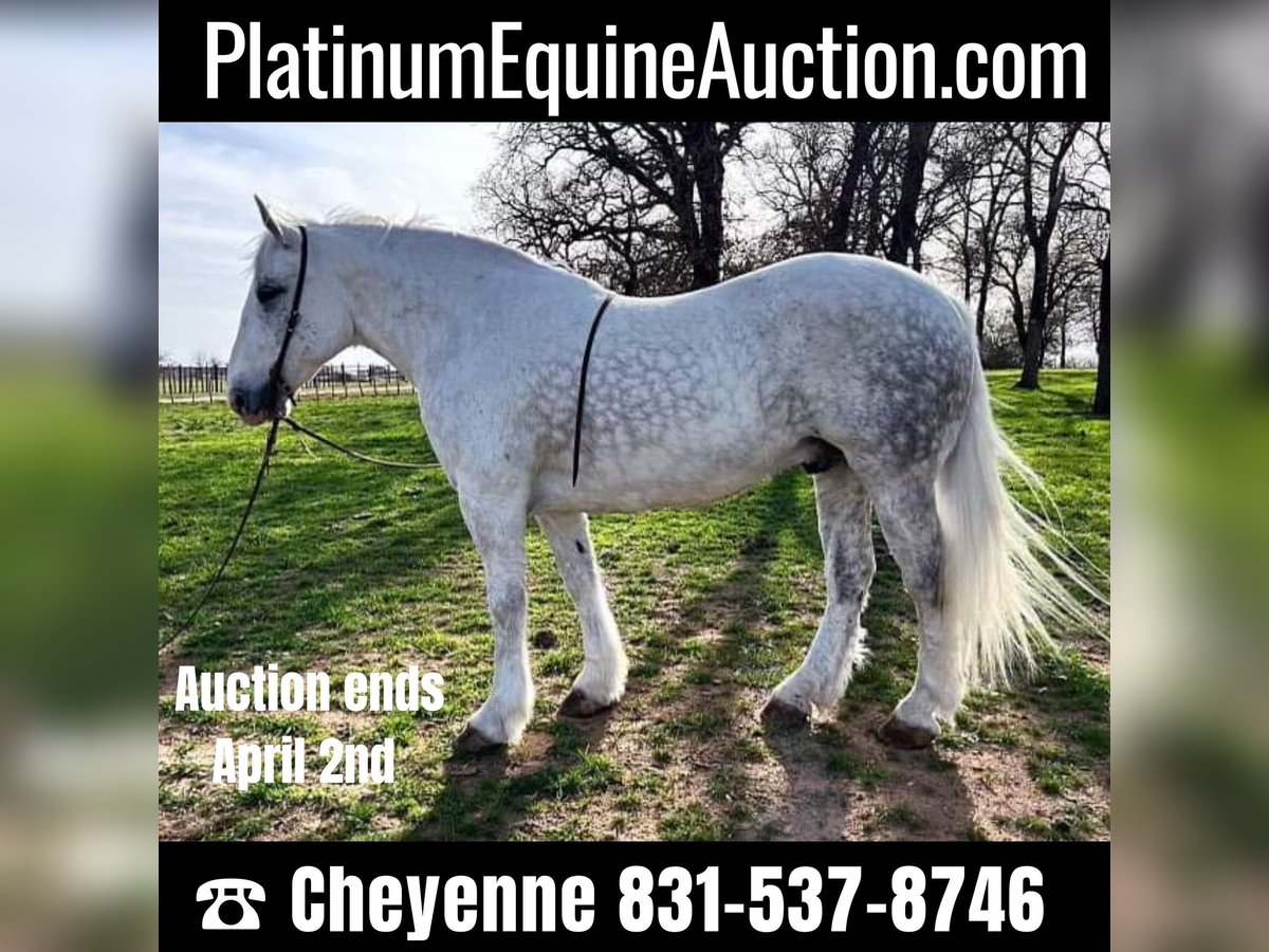 Cheval de trait Hongre 10 Ans 155 cm Gris pommelé in Weatherford TX