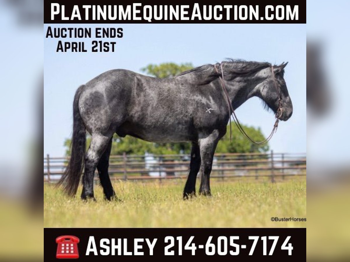 Cheval de trait Hongre 10 Ans 163 cm Rouan Bleu in Weatherford TX