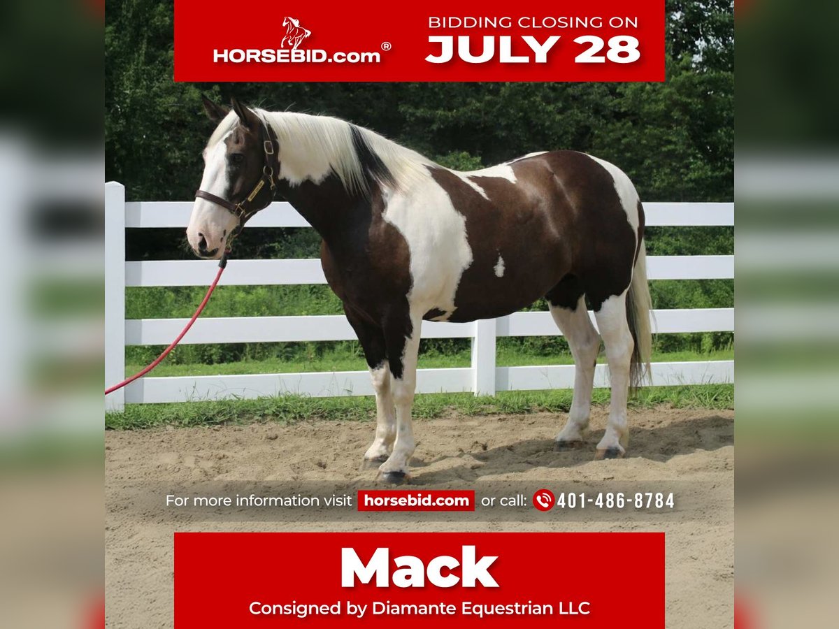 Cheval de trait Hongre 10 Ans 168 cm Tobiano-toutes couleurs in Allentown