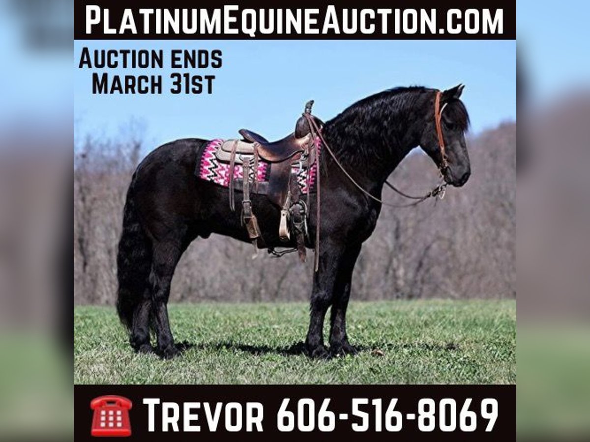 Cheval de trait Hongre 11 Ans 155 cm Noir in Parkers Lake KY