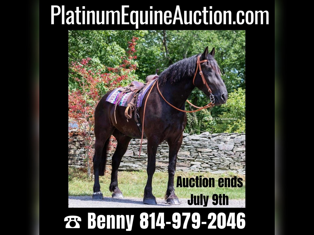 Cheval de trait Hongre 11 Ans 183 cm Noir in Everett PA