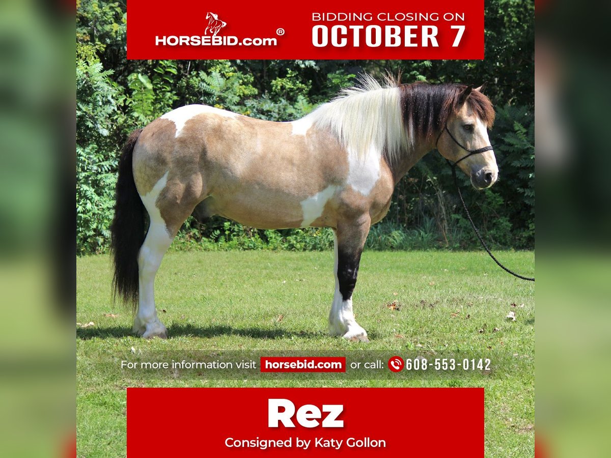 Cheval de trait Croisé Hongre 12 Ans 160 cm Tobiano-toutes couleurs in Dodgeville, WI