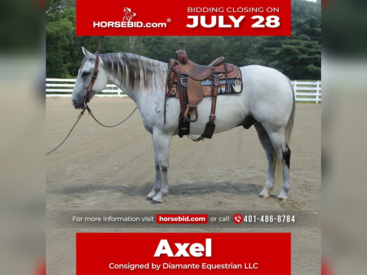 Cheval de trait Croisé Hongre 12 Ans 163 cm Gris in Allentown