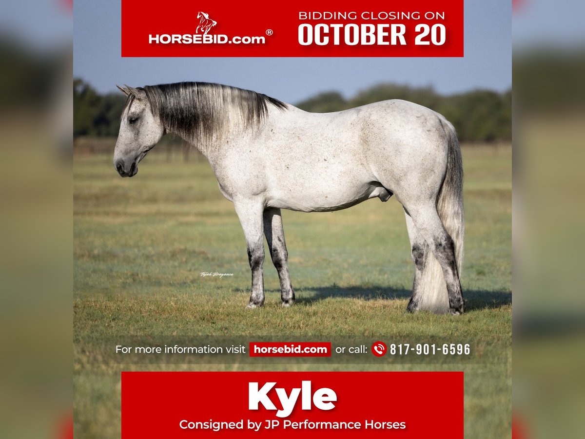 Cheval de trait Croisé Hongre 13 Ans 160 cm Gris in Weatherford