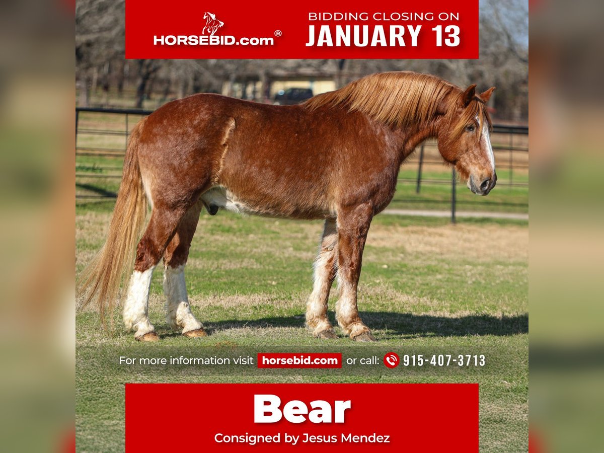 Cheval de trait Hongre 13 Ans 168 cm Alezan cuivré in El Paso, TX