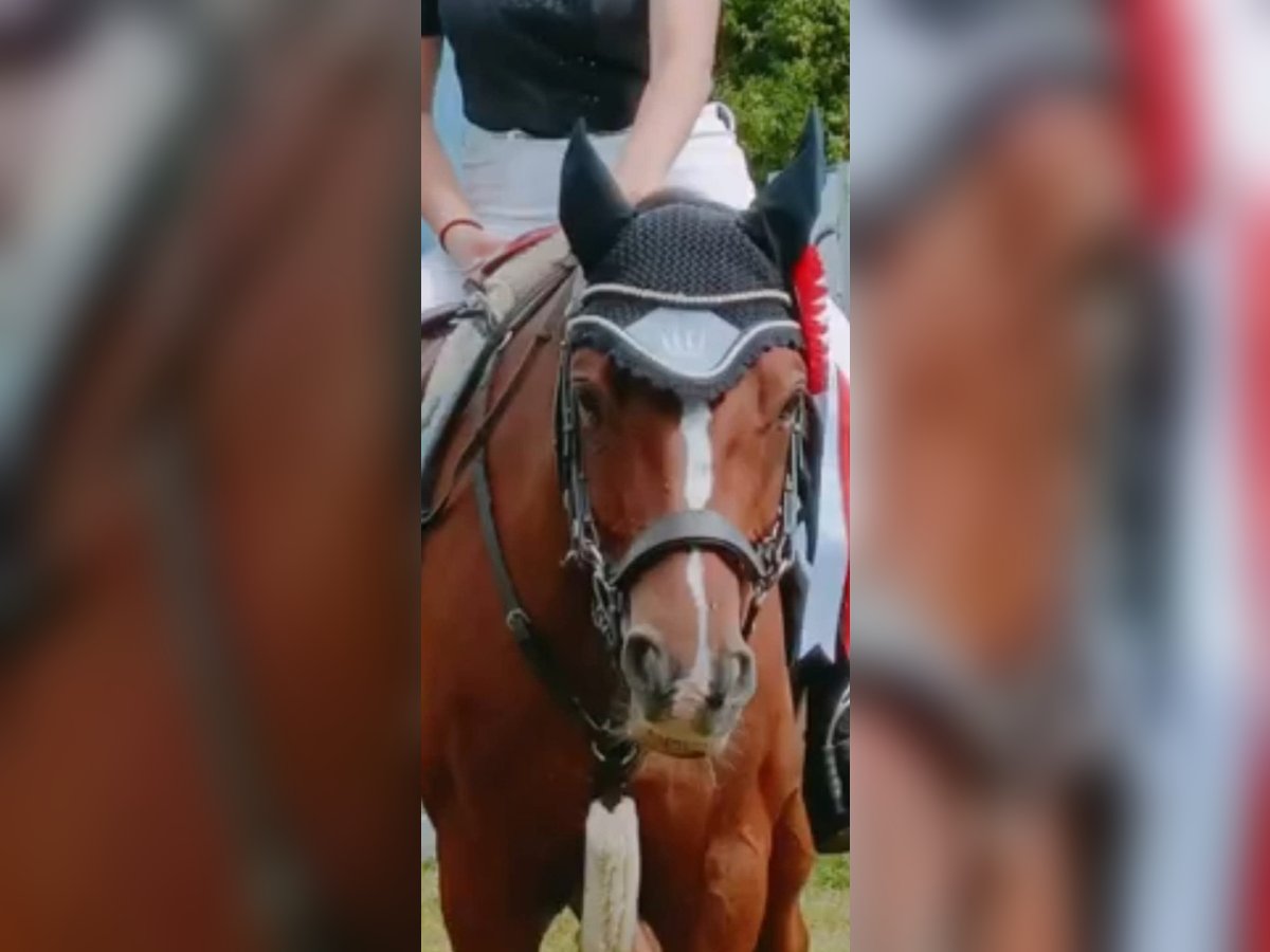 Cheval de trait Hongre 14 Ans 145 cm Bai in Aarwangen