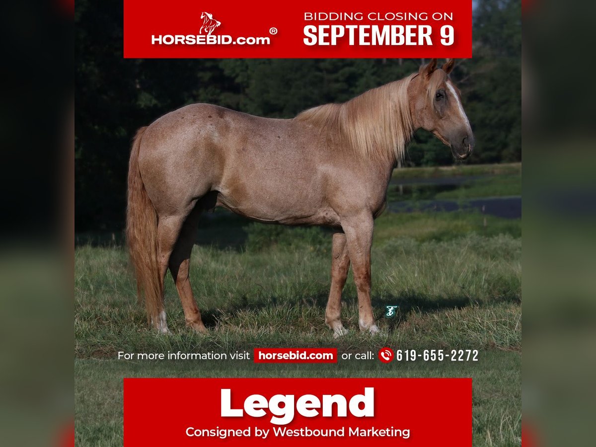 Cheval de trait Croisé Hongre 14 Ans 157 cm Rouan Rouge in Carthage, TX