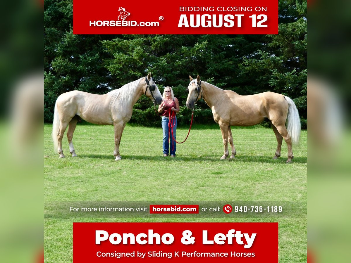 Cheval de trait Croisé Hongre 14 Ans 163 cm Palomino in Rochester