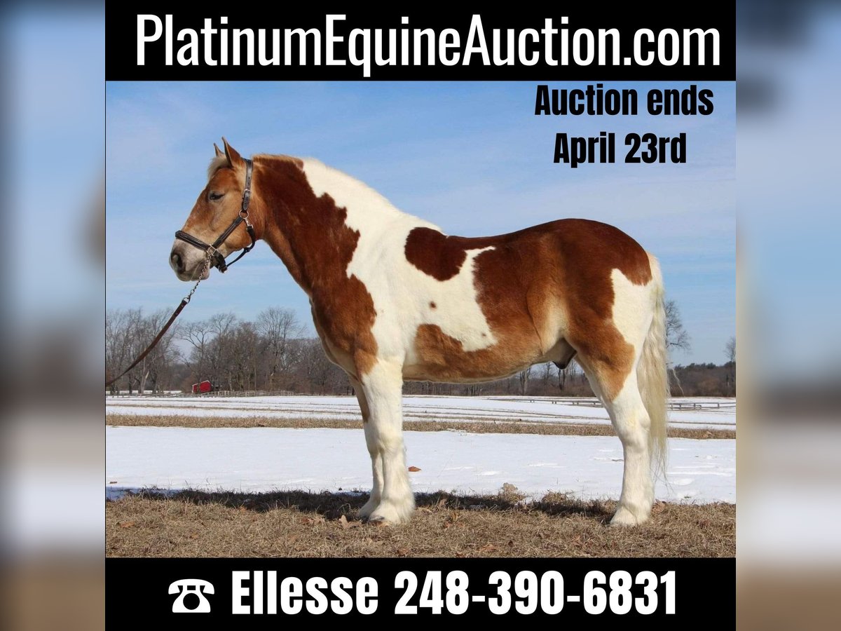 Cheval de trait Hongre 15 Ans 147 cm Tobiano-toutes couleurs in HIghland MI