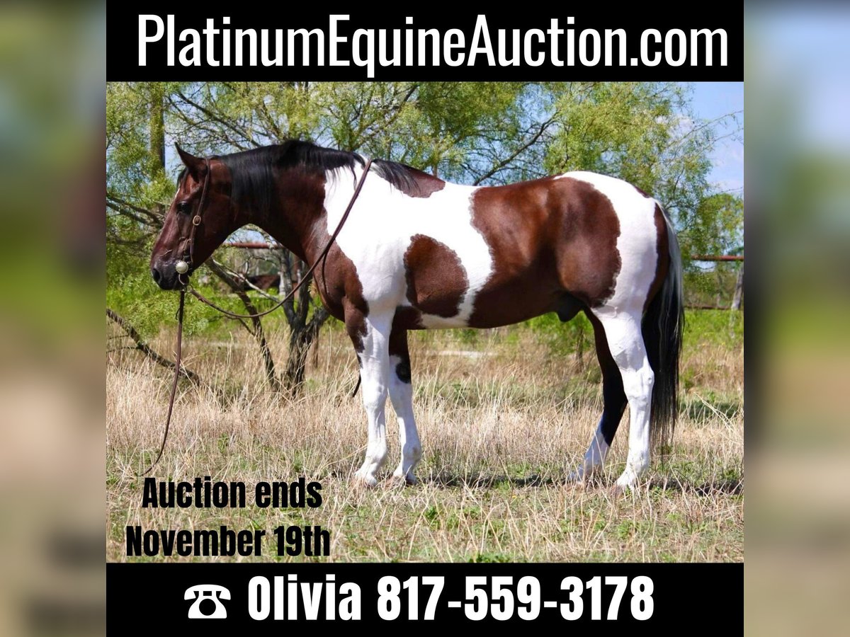 Cheval de trait Hongre 15 Ans 157 cm Tobiano-toutes couleurs in Weatherford TX