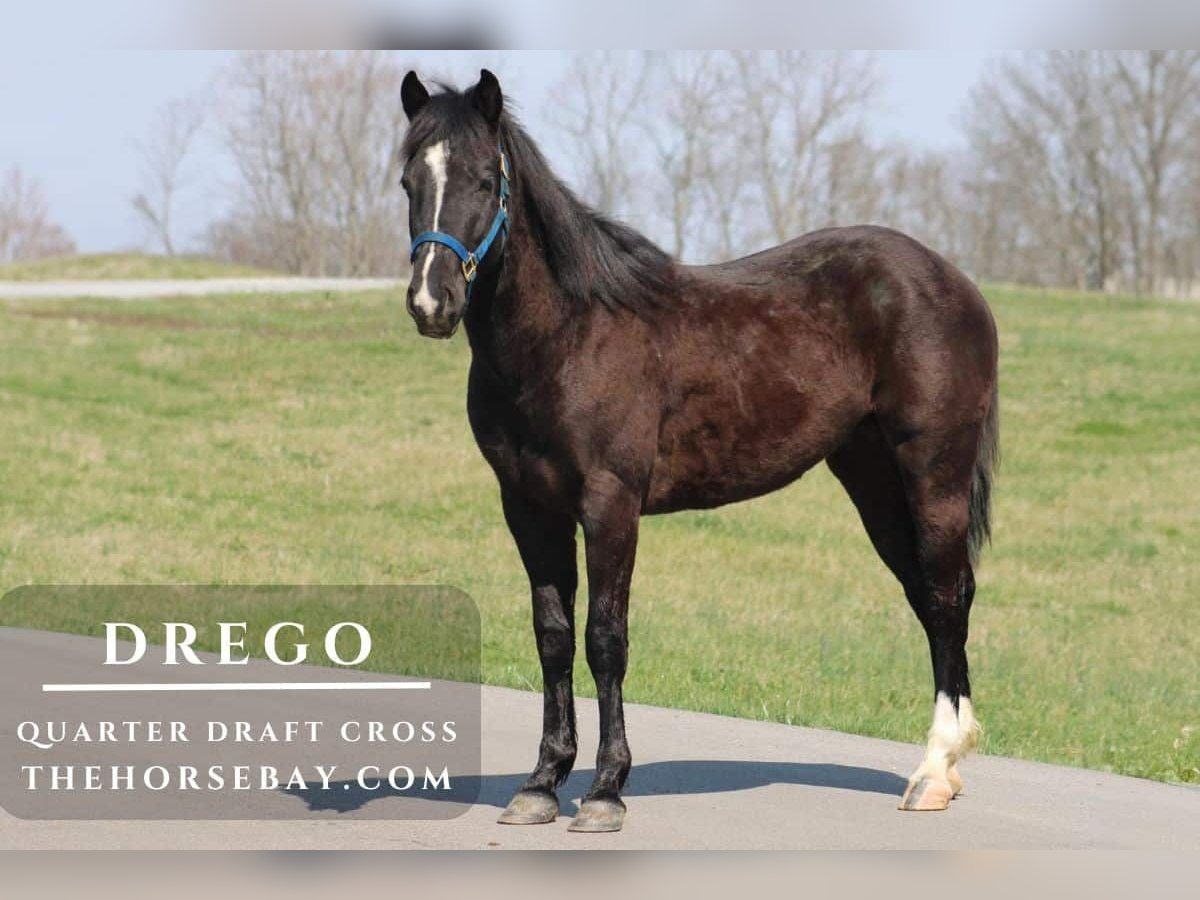 Cheval de trait Croisé Hongre 4 Ans 147 cm Noir in Wichita Falls, TX