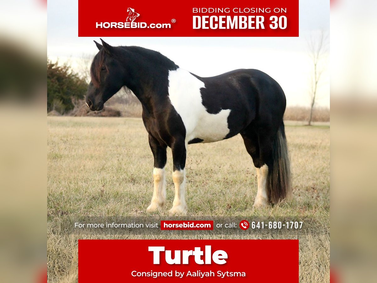 Cheval de trait Croisé Hongre 4 Ans 152 cm in Cincinnati, IA