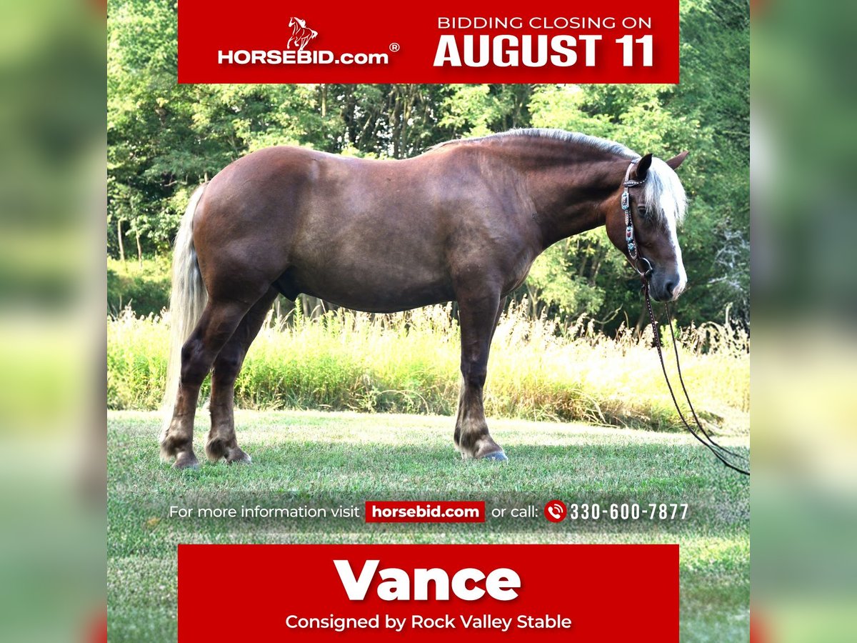 Cheval de trait Croisé Hongre 4 Ans 155 cm in Strasburg, OH