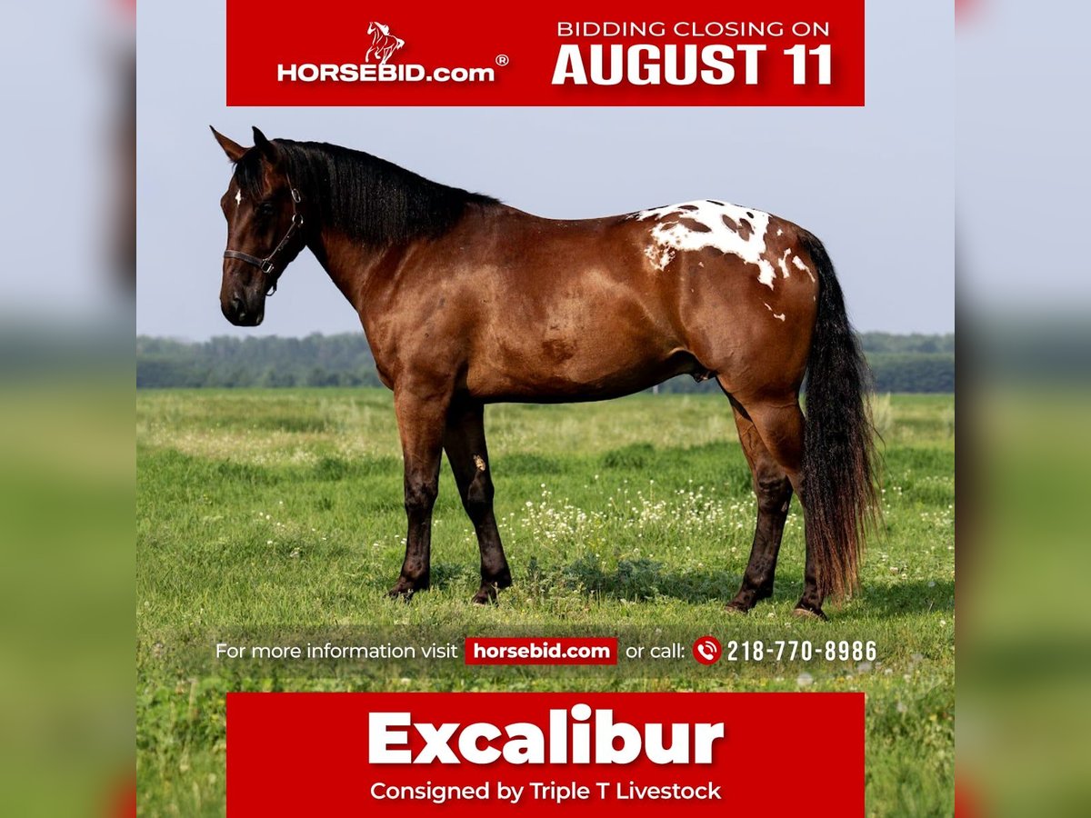 Cheval de trait Hongre 4 Ans 163 cm Bai cerise in Nevis, MN