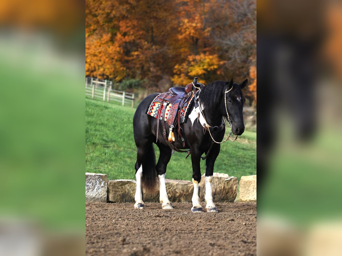 Cheval de trait Croisé Hongre 4 Ans 163 cm Noir in Millersburg