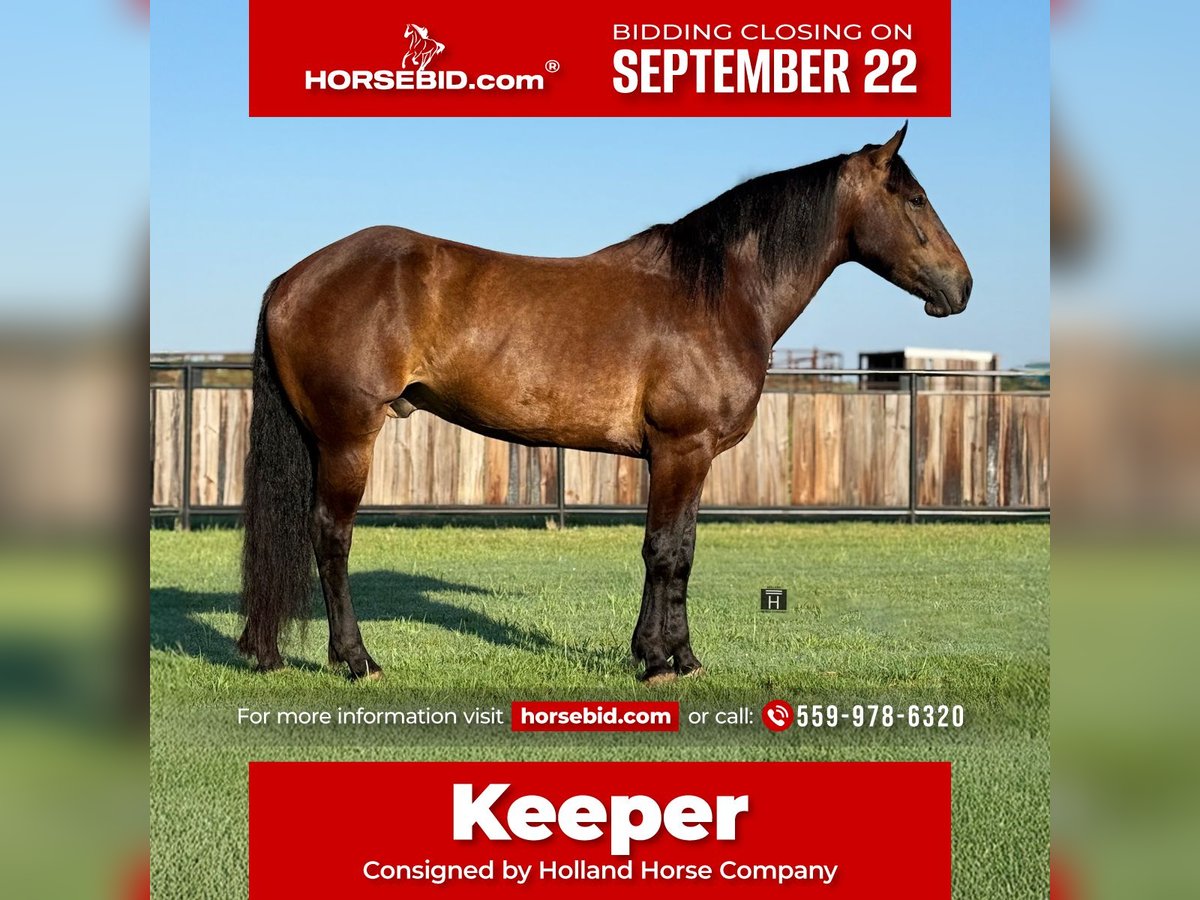 Cheval de trait Croisé Hongre 4 Ans 165 cm Bai cerise in Jacksboro