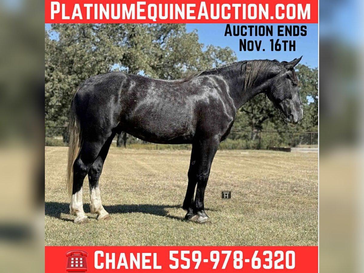 Cheval de trait Hongre 4 Ans 165 cm Gris in Jacksboro TX