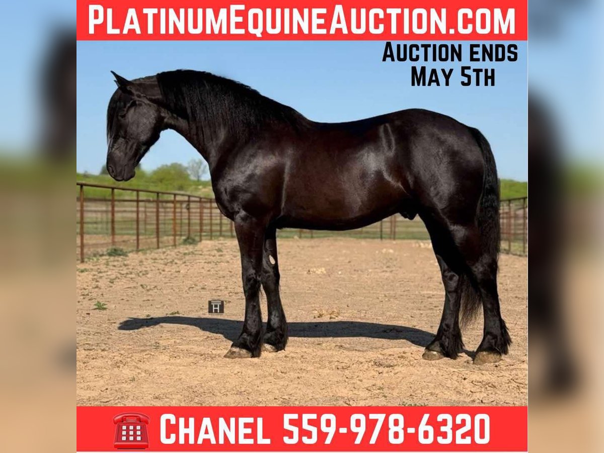 Cheval de trait Hongre 4 Ans 168 cm Noir in jacksboro KY