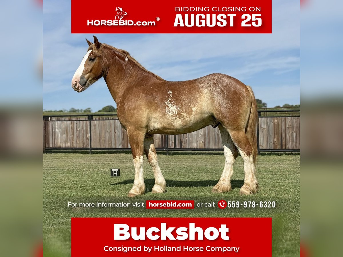 Cheval de trait Croisé Hongre 4 Ans 173 cm Alezan cuivré in Jacksboro