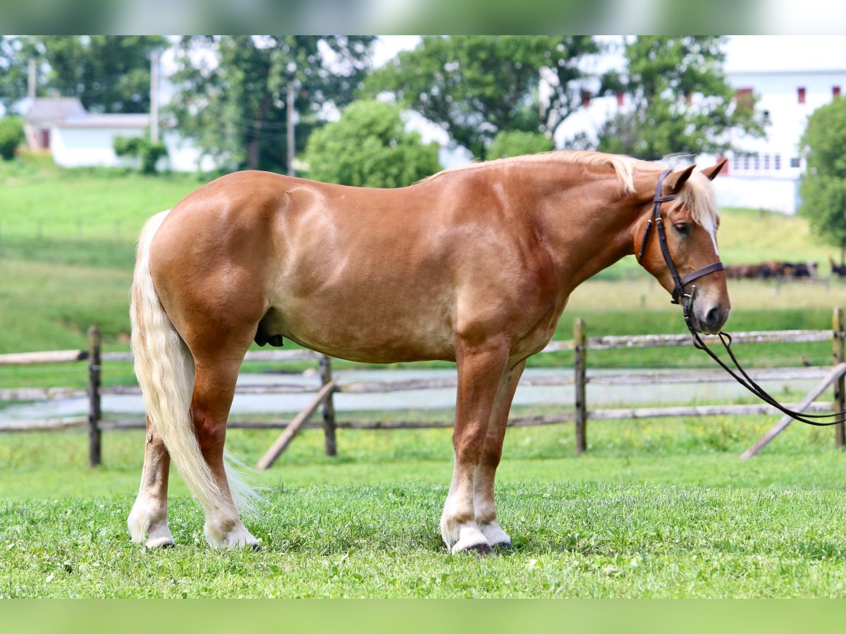 Cheval de trait Hongre 4 Ans 173 cm Palomino in Gap, PA