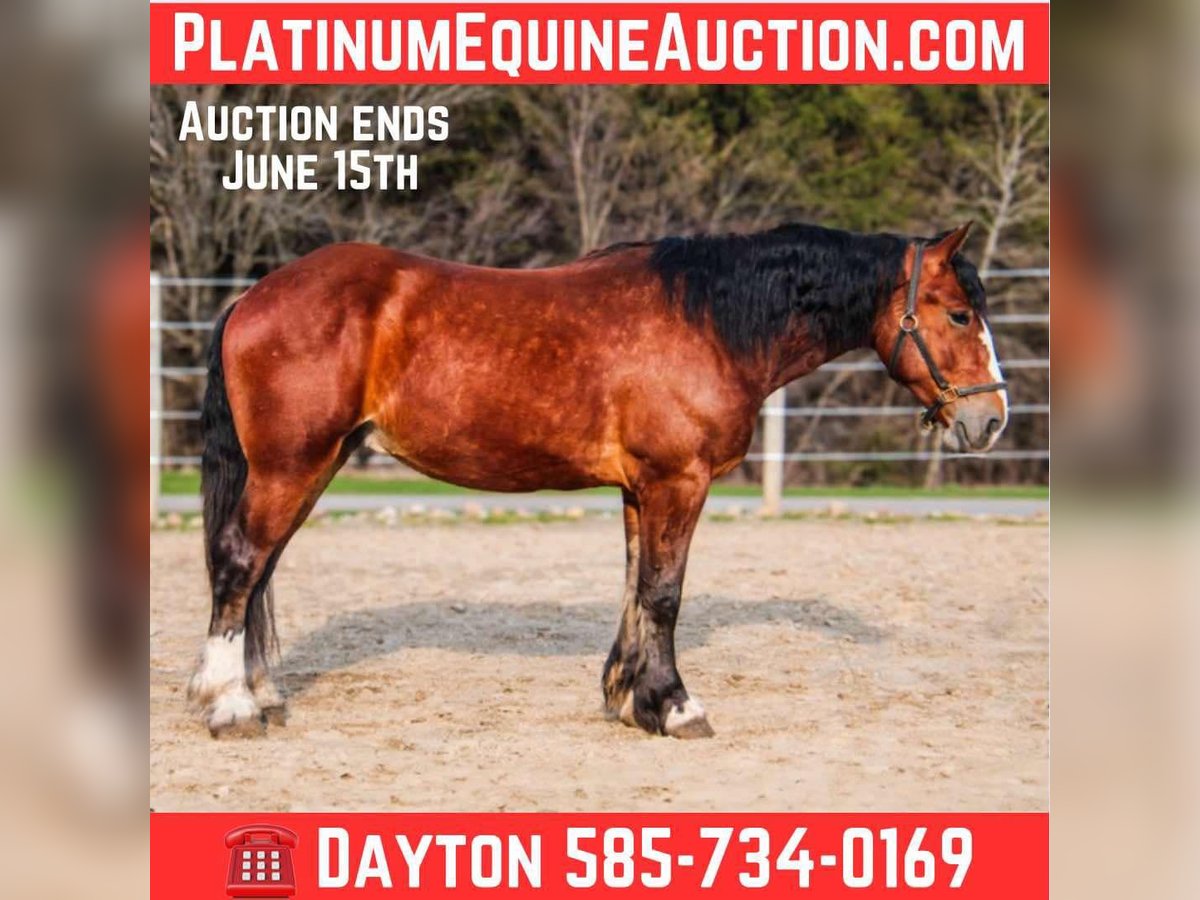 Cheval de trait Hongre 4 Ans Bai cerise in Warsaw KY