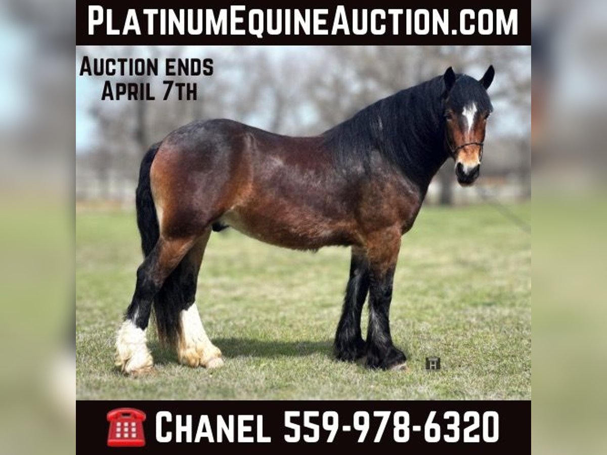 Cheval de trait Hongre 4 Ans Bai cerise in Jacksboro TX