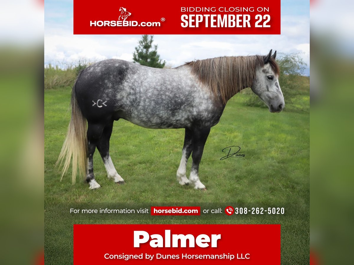 Cheval de trait Croisé Hongre 5 Ans 142 cm Gris in Thedford