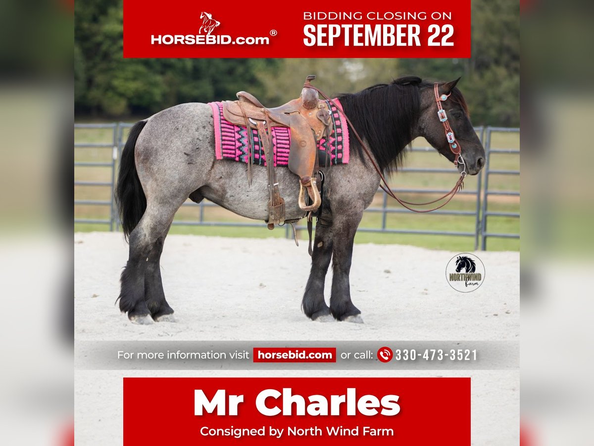 Cheval de trait Croisé Hongre 5 Ans 145 cm Rouan Bleu in Fredericksburg