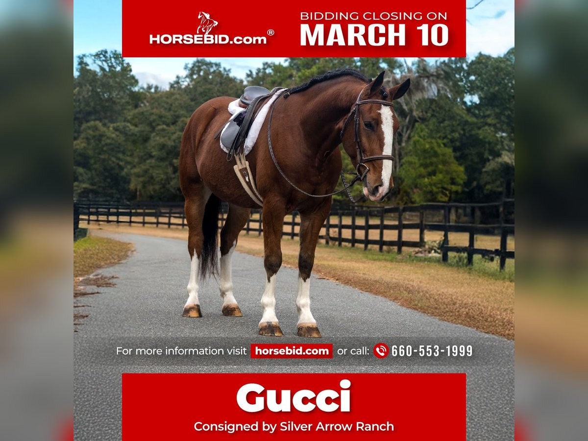 Cheval de trait Croisé Hongre 5 Ans 152 cm Bai cerise in Morriston, FL