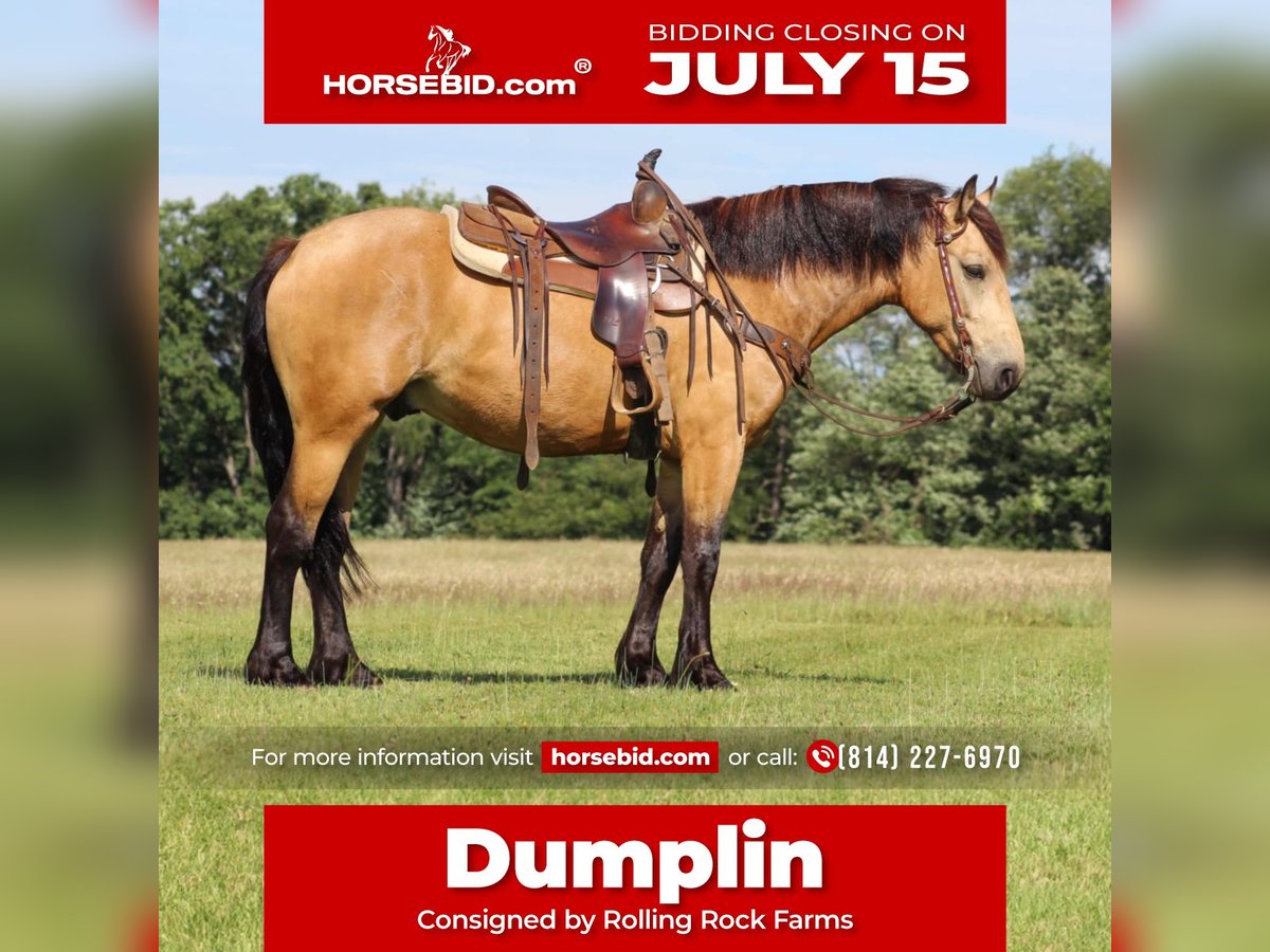 Cheval de trait Croisé Hongre 5 Ans 155 cm Buckskin in Miola, PA