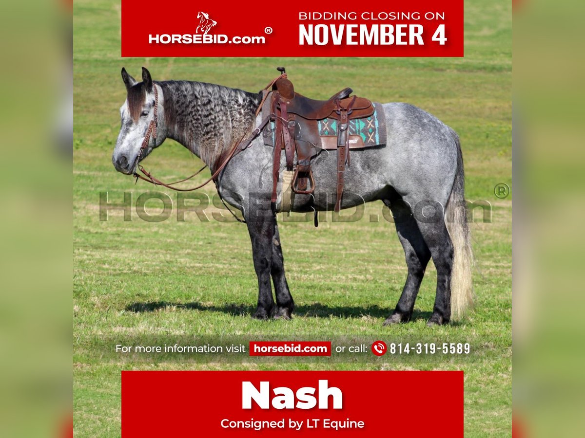 Cheval de trait Croisé Hongre 5 Ans 160 cm Gris pommelé in Clarion, PA