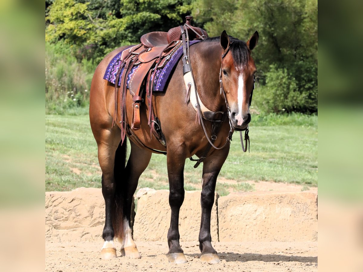 Cheval de trait Croisé Hongre 5 Ans 165 cm Bai cerise in Millersburg