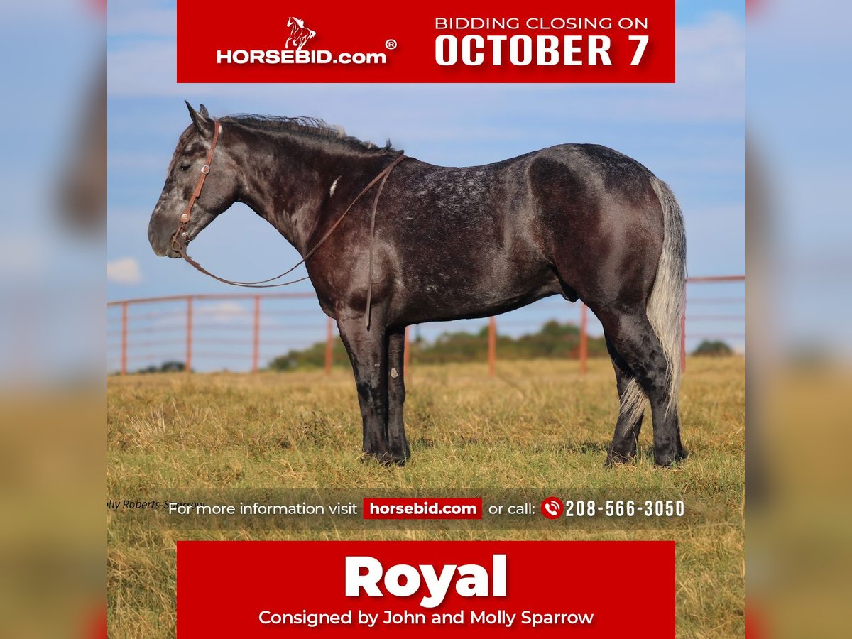 Cheval de trait Croisé Hongre 5 Ans 165 cm Gris in Baxter Springs, KS