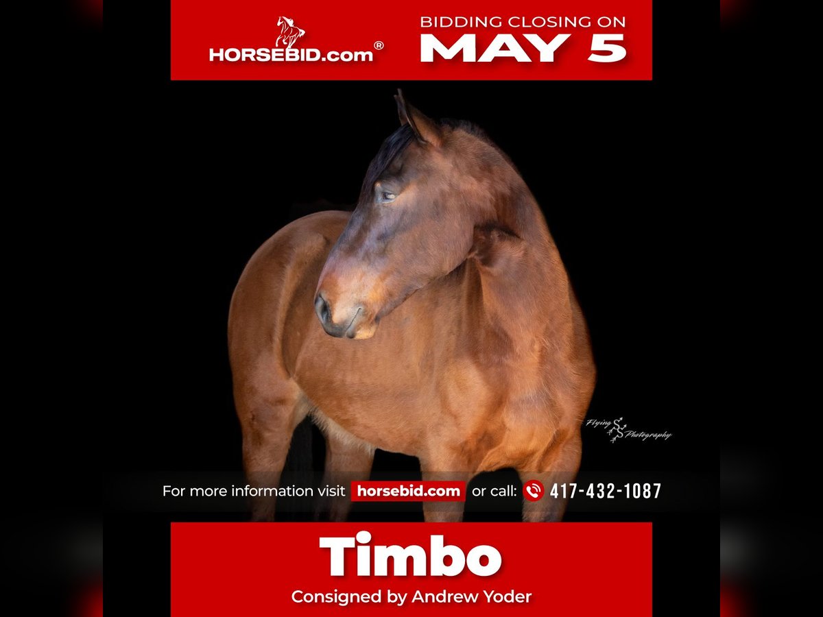 Cheval de trait Croisé Hongre 5 Ans 165 cm Isabelle in Harwood, MO