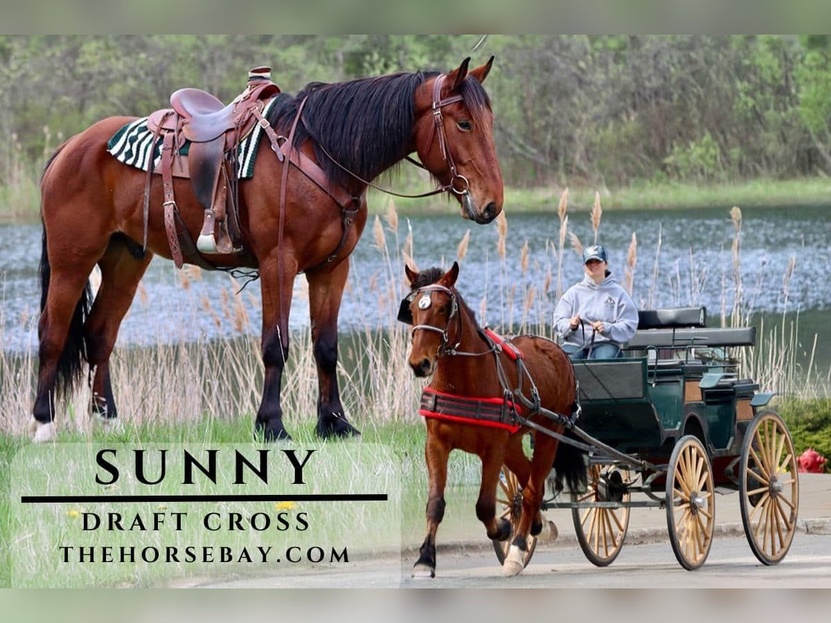 Cheval de trait Hongre 5 Ans Bai cerise in Hesperia, MI