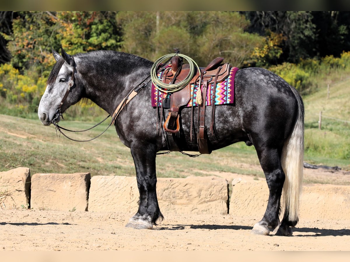 Cheval de trait Hongre 5 Ans Gris pommelé in Millersburg