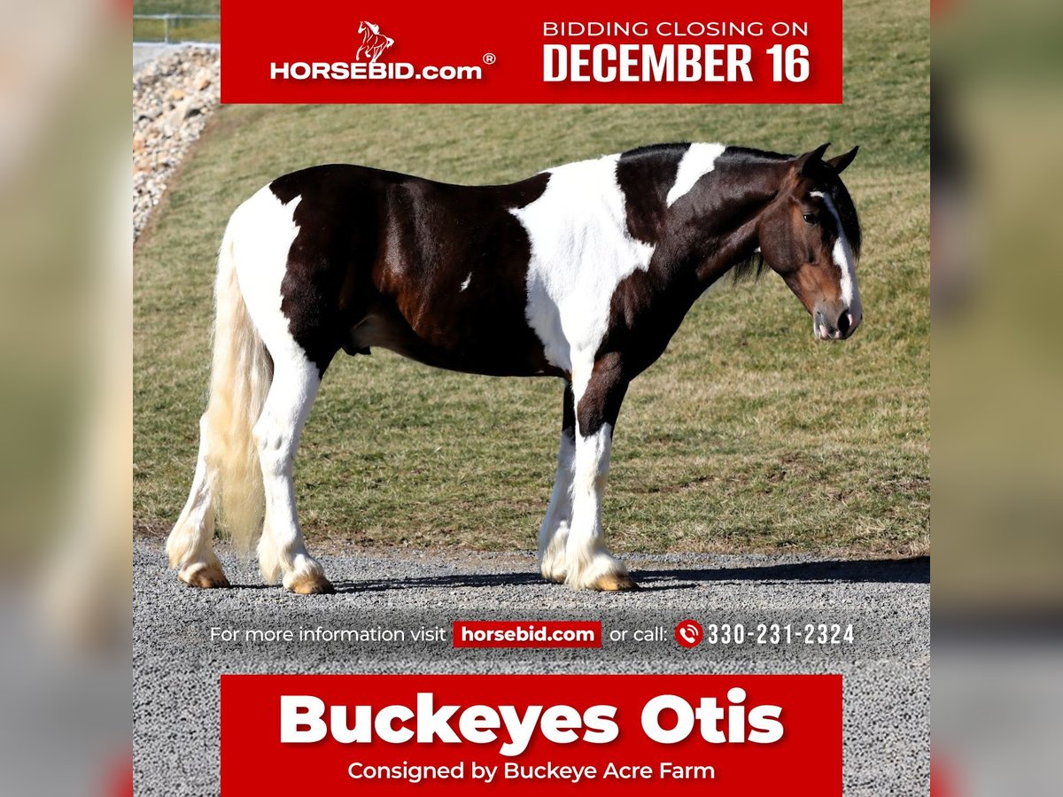 Cheval de trait Croisé Hongre 6 Ans 155 cm Pinto in Millersburg