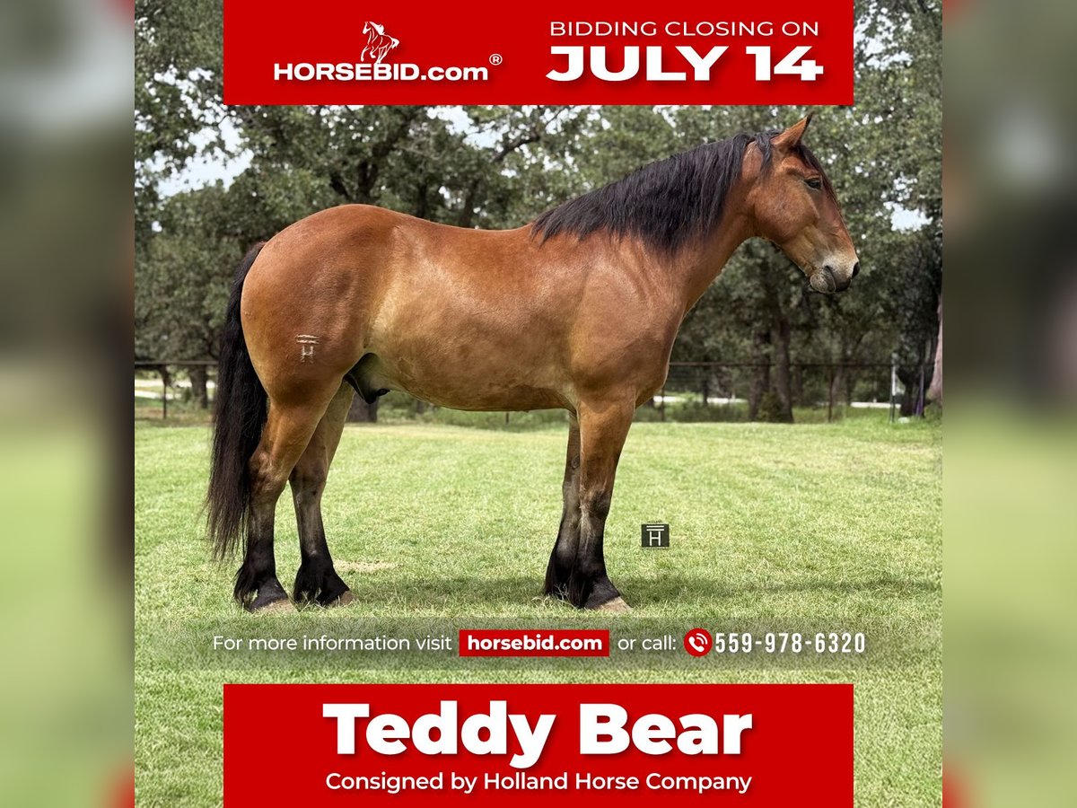 Cheval de trait Croisé Hongre 6 Ans 163 cm Bai cerise in Jacksboro