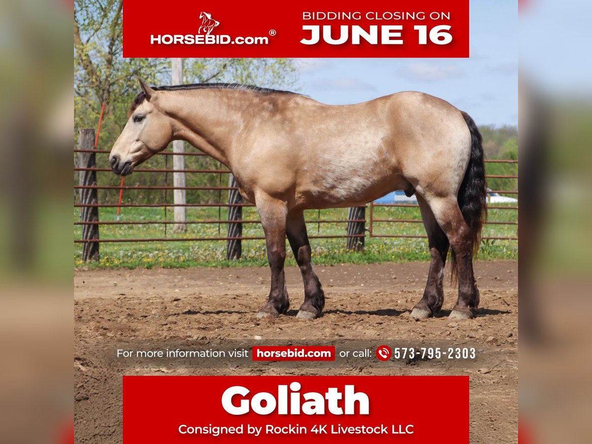 Cheval de trait Croisé Hongre 6 Ans 163 cm Buckskin in Hannibal, MO
