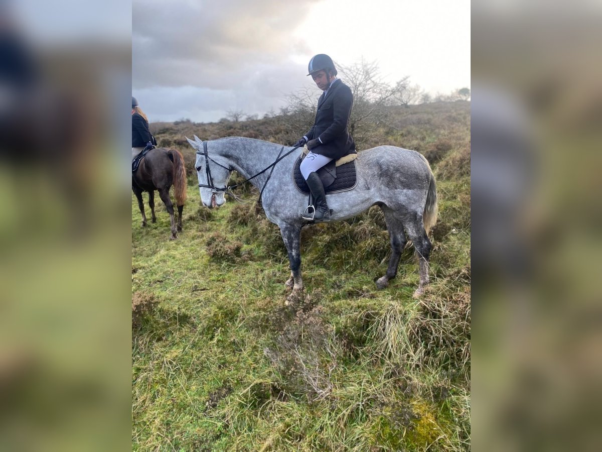 Cheval de trait Hongre 6 Ans 168 cm Gris pommelé in Sligo