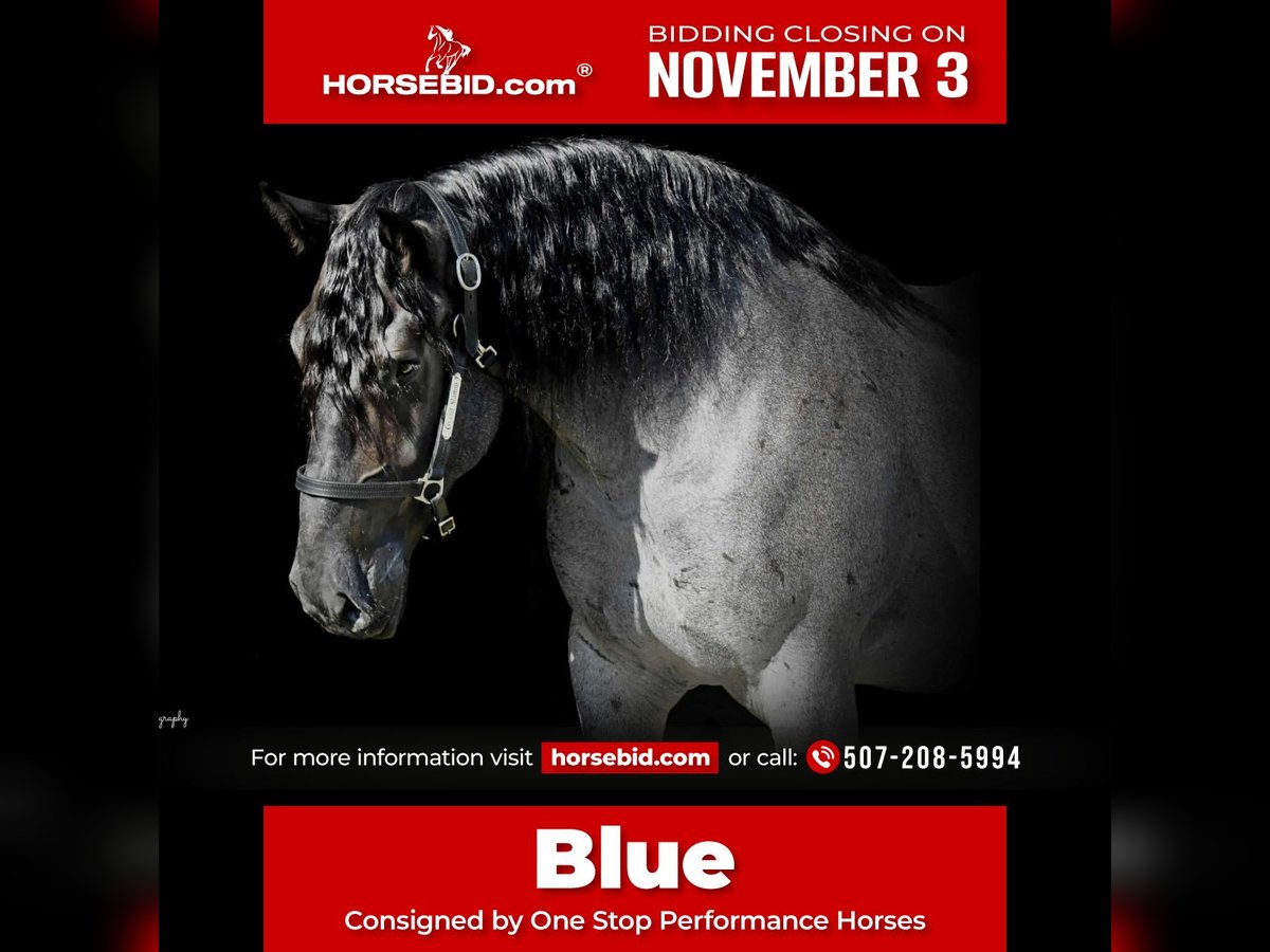 Cheval de trait Croisé Hongre 6 Ans 168 cm Rouan Bleu in Holmen Cheval de trait Croisé Hongre 6 Ans 168 cm Rouan Bleu in Holmen