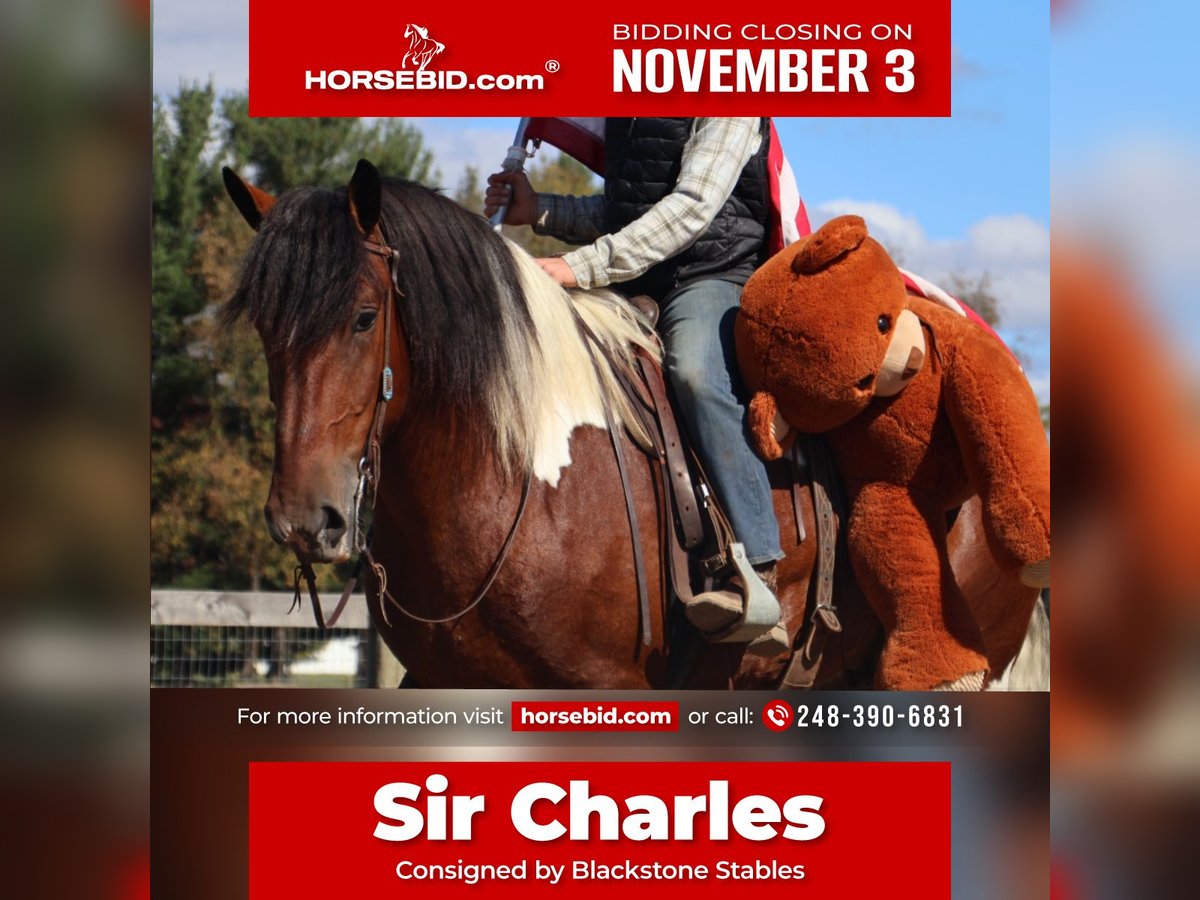 Cheval de trait Croisé Hongre 6 Ans 173 cm Pinto in Howell